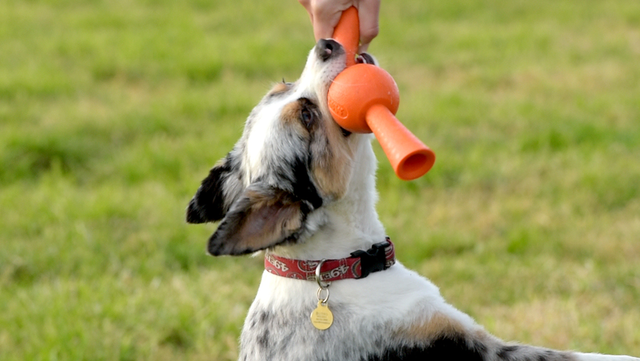 Treat-Dispensing Chew Toys That Fit Your Dog’s Tennis Ball Launcher
