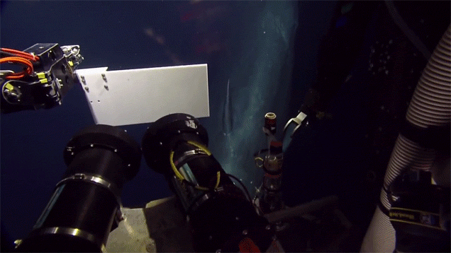 This Robot’s Rare Encounter With A Sperm Whale Gave Me Goosebumps