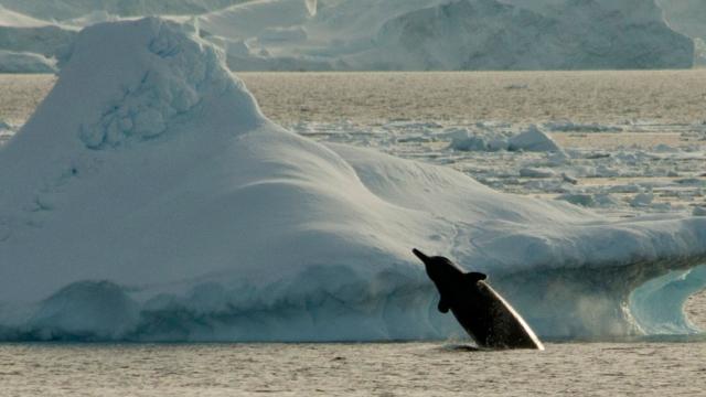 A Strange Whale Sound Recorded In Antarctica Could Be From A New Species