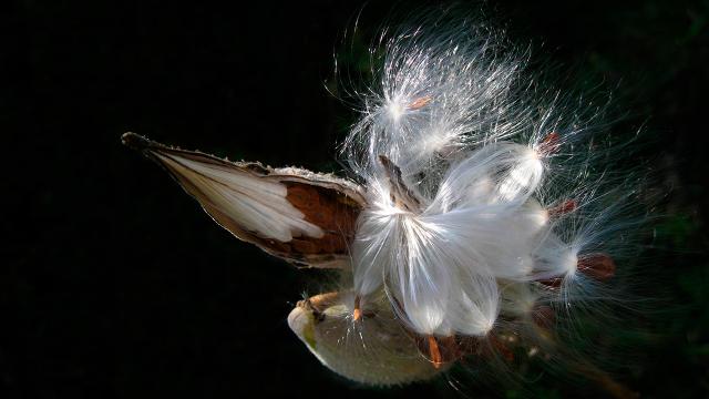 Could Humble Milkweed Replace Down Feathers In Your Outdoor Gear?