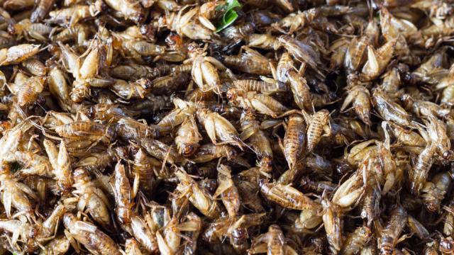 Crickets Aren’t The Superfood They’re Cracked Up To Be