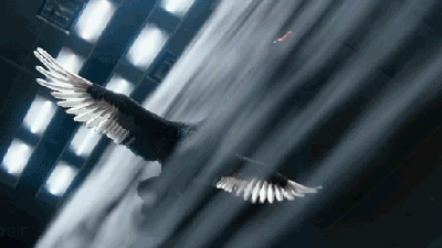 Watch An Incredibly Realistic CGI Black Swan Fly In A Wind Tunnel