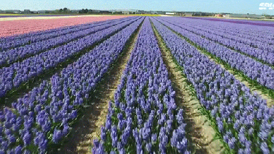 Beautiful Drone Footage Shows The Endless Colour Of Flower Fields