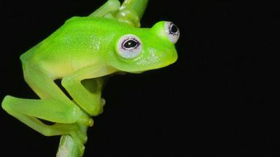 Newly Discovered Frog Species Looks A Lot Like Kermit The Frog