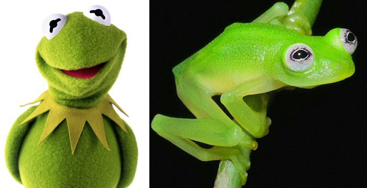 Newly Discovered Frog Species Looks A Lot Like Kermit The Frog