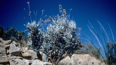 Why Rubber Companies Suddenly Care About This Obscure Desert Shrub