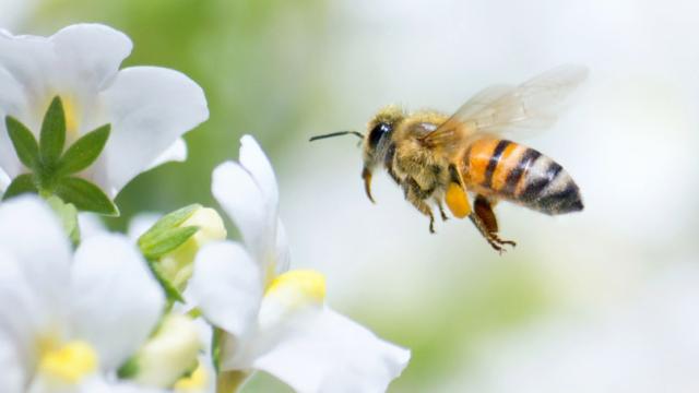 A Surprising Twist To The Story Of What’s Killing Our Bees: They’re High