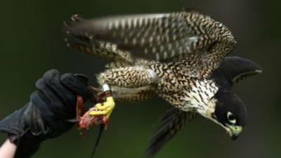 A GPS-Equipped Falcon Could Keep Birds From Flying Into Wind Turbines
