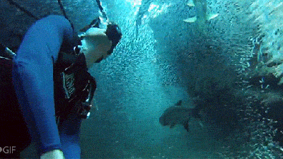 Swimming With A Million Fish Looks Like Being In A Teleportation Tunnel