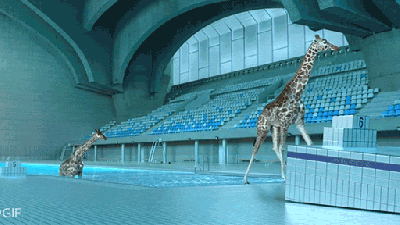 Watching Realistic CGI Giraffes Dive Into A Pool Is Pure Ridiculous Fun