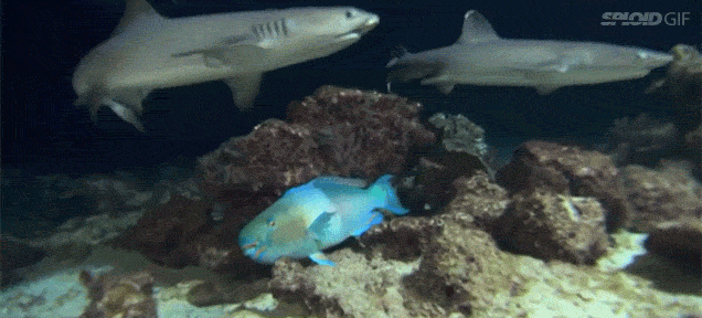 Video: Terrified Fish Hides As A Gang Of Sharks Hunt Right On Top Of It