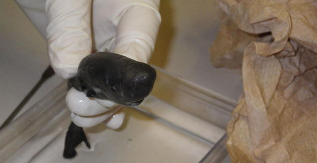 This Tiny Shark Has Only Been Seen Once Before