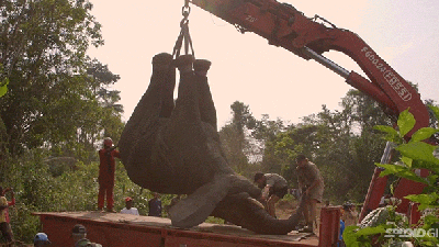 Moving An Elephant Looks Absolutely Crazy