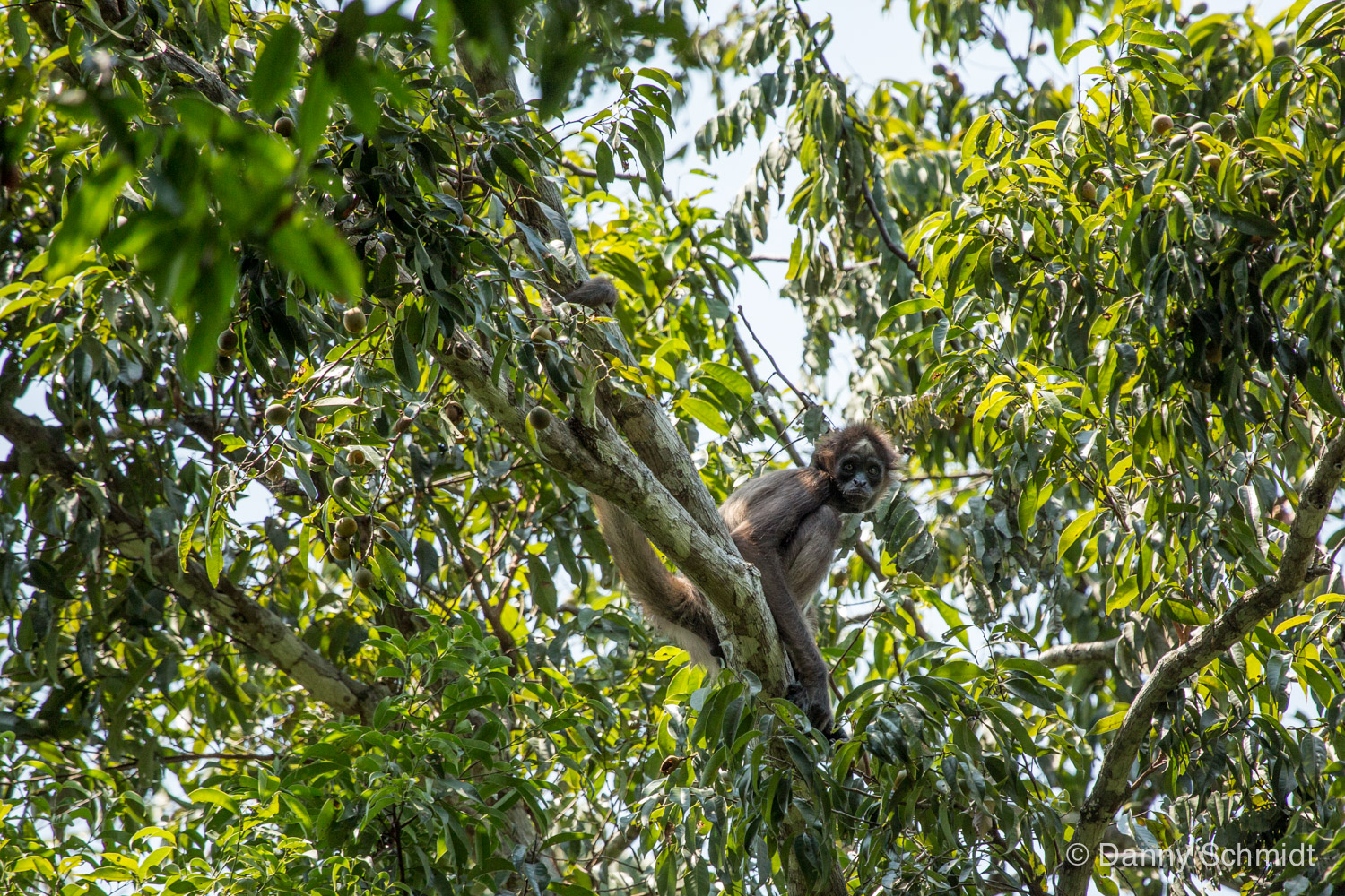 Ghost Monkeys Bring Ill Tidings To Colombian Rainforest