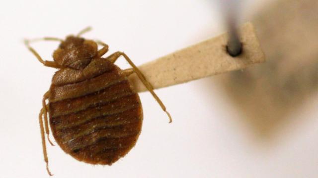 The Forgotten Era: When Bed Bugs Were Tested For Combat In Vietnam