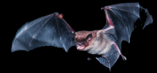 Bats Fly By Touch Using Sophisticated Sensors In Their Wings