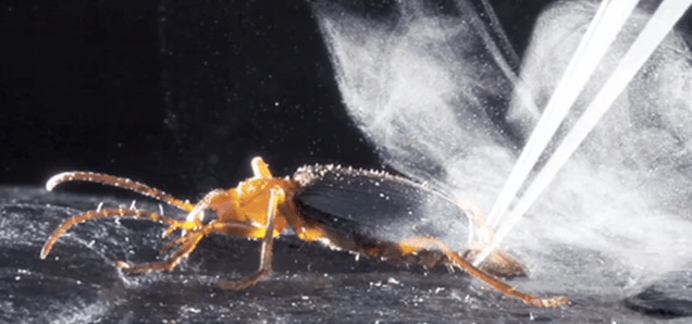 How This Beetle Shoots Jets Of Superheated Liquid Out Of Its Butt