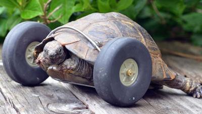 Everything Is Better In The World Now That This Tortoise Can Move Again