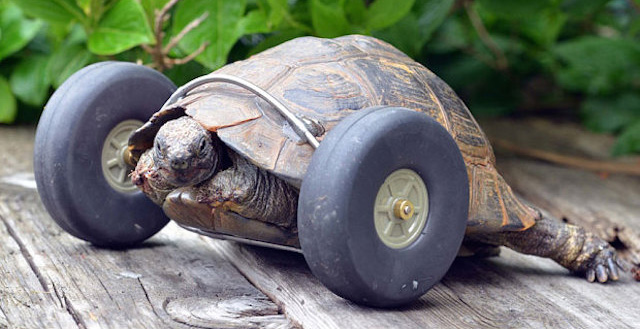 Everything Is Better In The World Now That This Tortoise Can Move Again