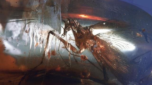 This Mean Predatory Cockroach Was Caught In Amber 100 Million Years Ago