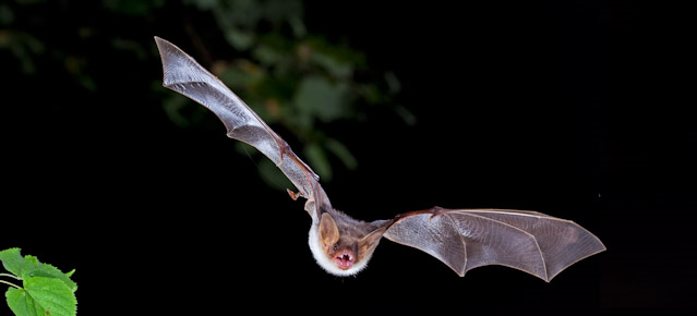 Moths Rub Their Genitals Together To Jam Bat Sonar