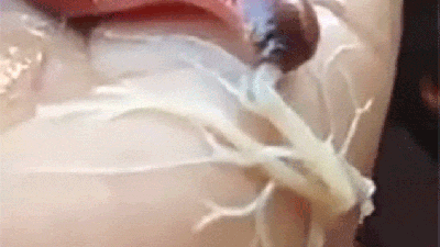 Watch A Terrifying Worm Bug Thing Shoot Out A Spiderman-esque Web Goo