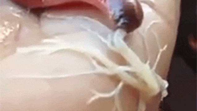 Watch A Terrifying Worm Bug Thing Shoot Out A Spiderman-esque Web Goo