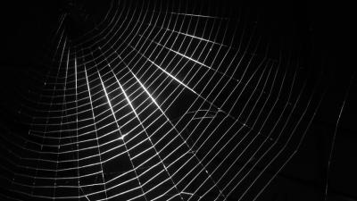 Spiders Dosed With Graphene Can Spin Stronger Silk