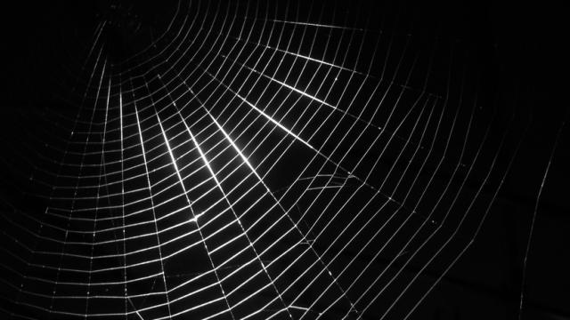 Spiders Dosed With Graphene Can Spin Stronger Silk