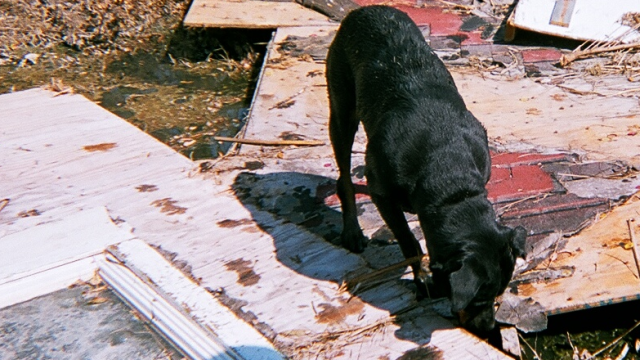 The Science Behind Dogs That Detect Dead Bodies