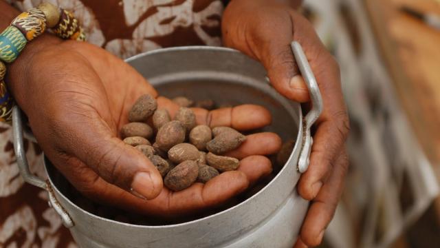 Unused Forest Foods Could Help Solve The Global Hunger Crisis