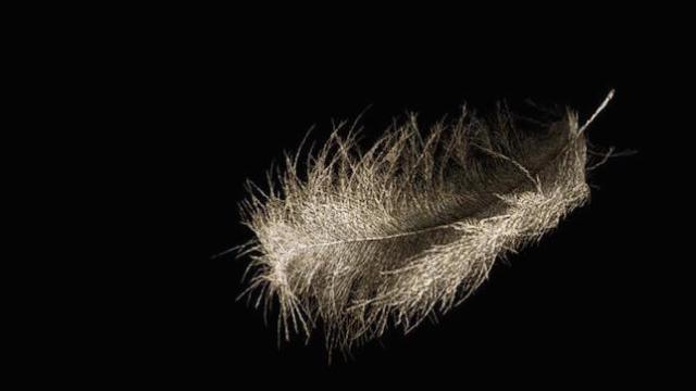 This Feather Is Actually Made Up Of Thousands Of Naked Human Bodies