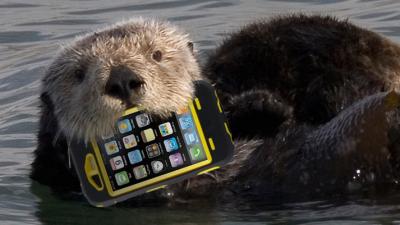 Zoo Incident Proves OtterBoxes Are No Match For Actual Otters