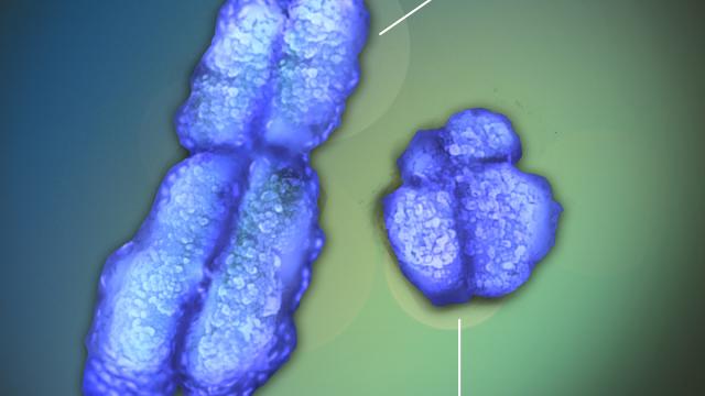 What Made The Y Chromosome So Tiny?