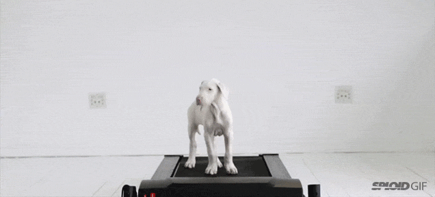 Cute Video Shows A Puppy Grow Into A Big Dog Over Time