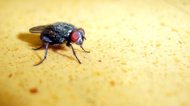 Why Flies May Be The Future Of Forensic Science