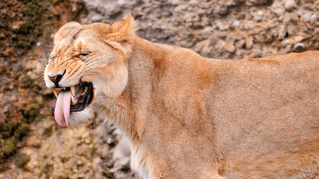This Funny Face Is Actually Essential To Mammals’ Sex Lives 