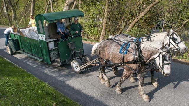 How Can I Get This Horse-Powered Garbage Truck To My Neighbourhood?