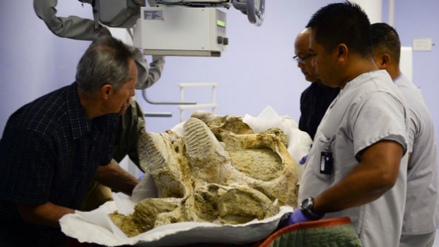 Watch A 500,000-Year-Old Mammoth Get Its First X-Ray
