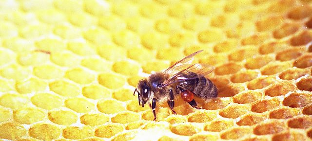 Bees Are Dying, And We’ll All Pay For It
