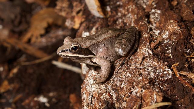 Wood Frog Mating Is A Wet, Competitive Orgy 