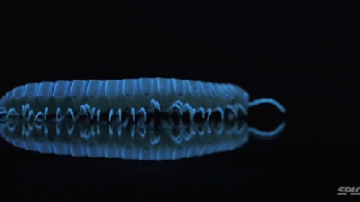 These Eerie Millipedes Glow In The Dark Because Of Stress