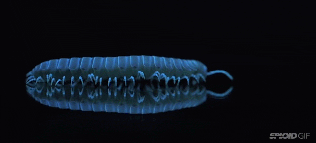 These Eerie Millipedes Glow In The Dark Because Of Stress