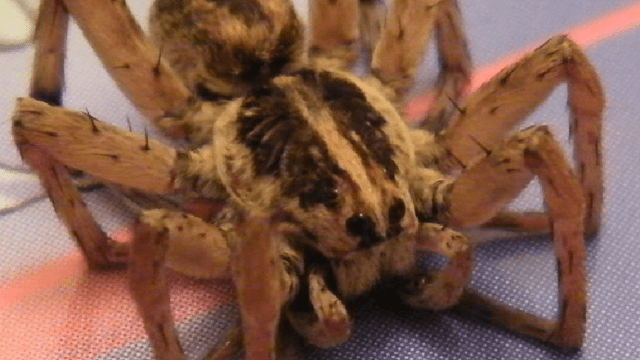 Wolf Spiders Play Leaf-Vibrating Songs To Attract Mates