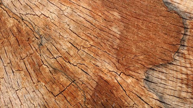 The Difference Between Hard And Soft Wood Has Nothing To Do With Hardness