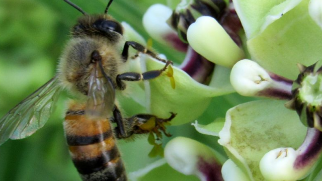The US Government Has A Plan To Prevent Bees From Going Extinct