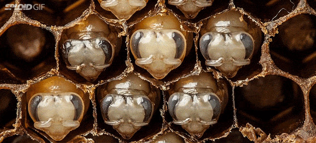 Awesome Time Lapse Shows The Entire Transformation Of Bees As They Hatch