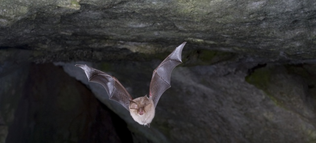 Watch A Bat-Inspired Sonar Prototype Flying On A Drone