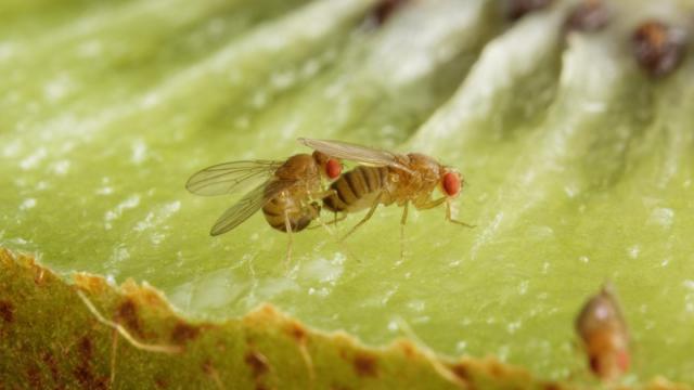 At Last, We Understand What Turns Fruit Flies On