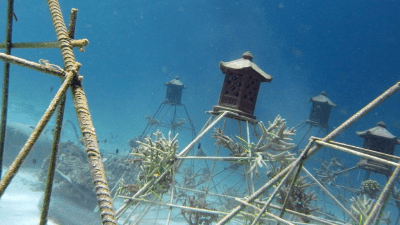 Saving Coral Reefs With… Electrified Rocks?